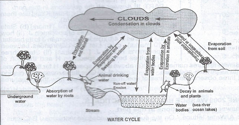 Water Cycle